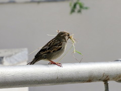 Passer domesticus