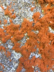 Trentepohlia flava