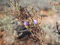 Limonium dregeanum