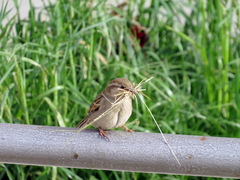 Passer domesticus
