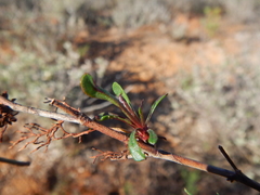 Limonium dregeanum