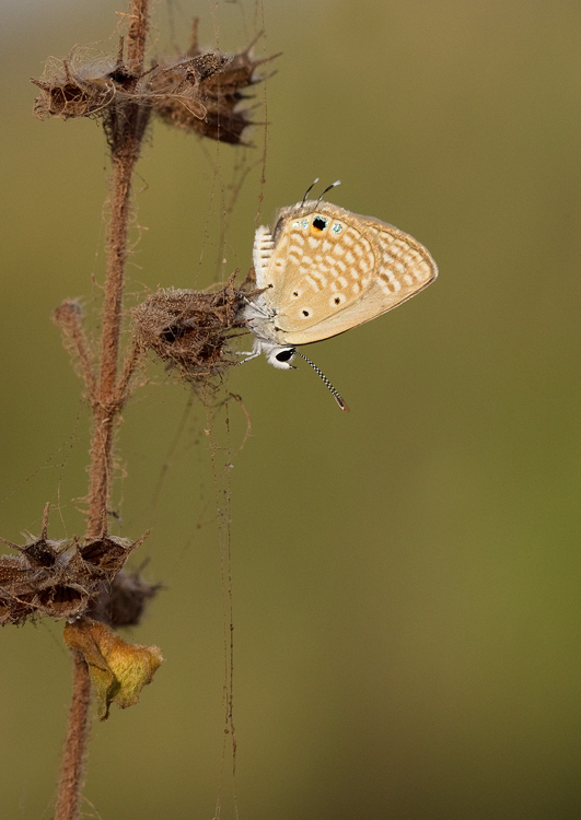 Sky-blue cupid