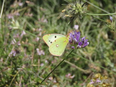 Colias croceus