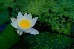 Nymphaea alba