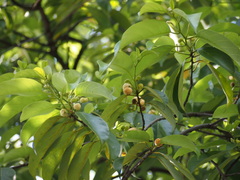Artocarpus hypargyreus