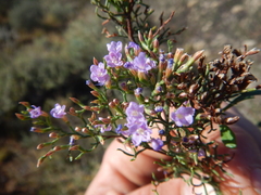Limonium dregeanum