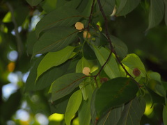 Artocarpus hypargyreus