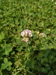 Trifolium repens