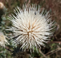 Cirsium cymosum