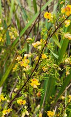 Dillwynia tenuifolia