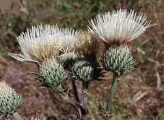 Cirsium cymosum