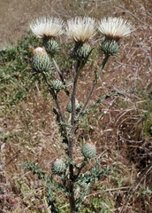 Cirsium cymosum