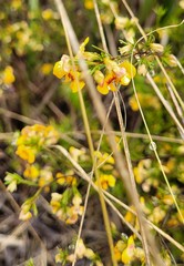 Dillwynia tenuifolia