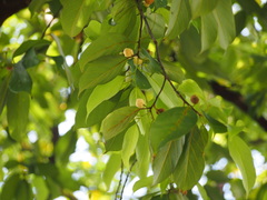 Artocarpus hypargyreus