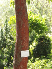 Artocarpus hypargyreus