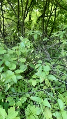 Melica picta