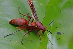 Polistes strigosus