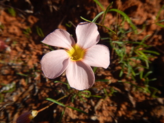 Oxalis leptogramma