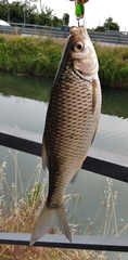 Scardinius hesperidicus