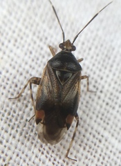 Deraeocoris flavilinea