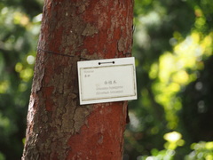 Artocarpus hypargyreus