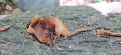Discinaceae