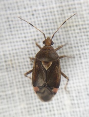 Deraeocoris flavilinea
