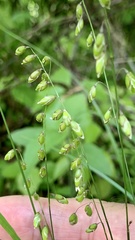 Melica picta