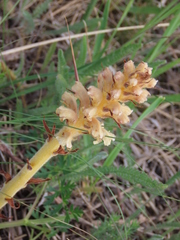 Orobanche bartlingii