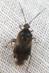 Deraeocoris flavilinea