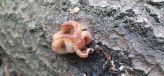 Discinaceae