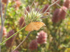 Idaea ochrata
