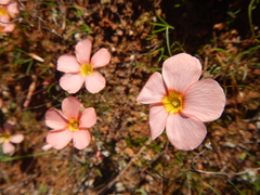 Oxalis leptogramma