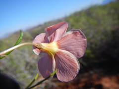 Oxalis leptogramma