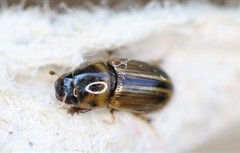 Labarrus cincticulus