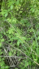 Melica picta