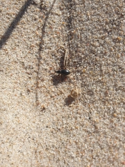 Otiorhynchus atroapterus