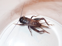 Gryllus lineaticeps