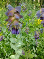 Cerinthe