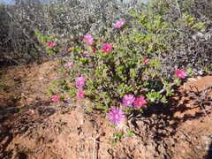 Delosperma pageanum