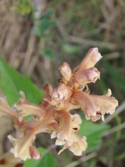 Orobanche bartlingii