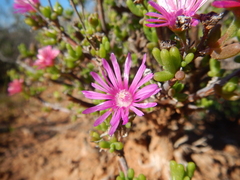 Delosperma pageanum