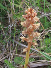 Orobanche bartlingii