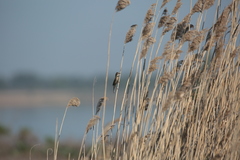 Acrocephalus agricola