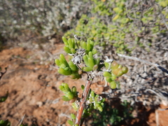 Delosperma pageanum