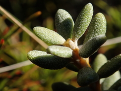 Olearia cymbifolia