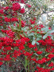 Pyracantha fortuneana