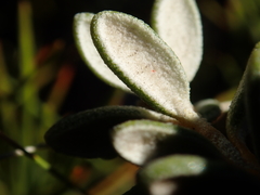 Olearia cymbifolia