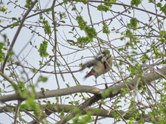 Dendrocopos syriacus