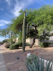 Carnegiea gigantea
